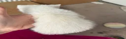 Mixed Breed cats for sale: 5 kittens ready for their forever home - Advert 9