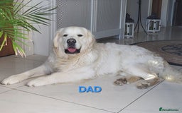 Golden Retriever dogs for sale: Fully health Tested Golden Retriever puppies - Image 11