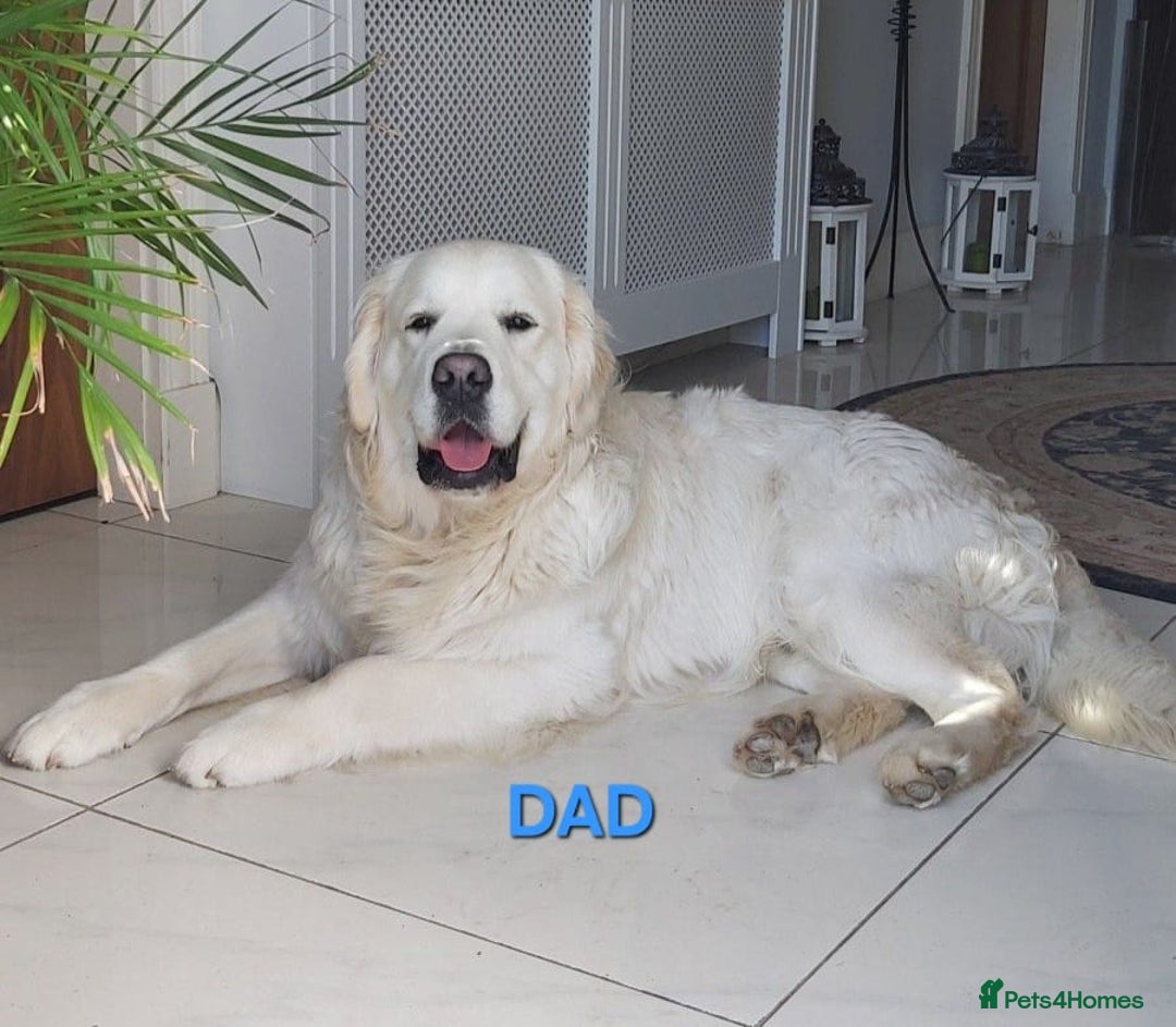 Golden Retriever dogs for sale: Fully health Tested Golden Retriever puppies - Image 11