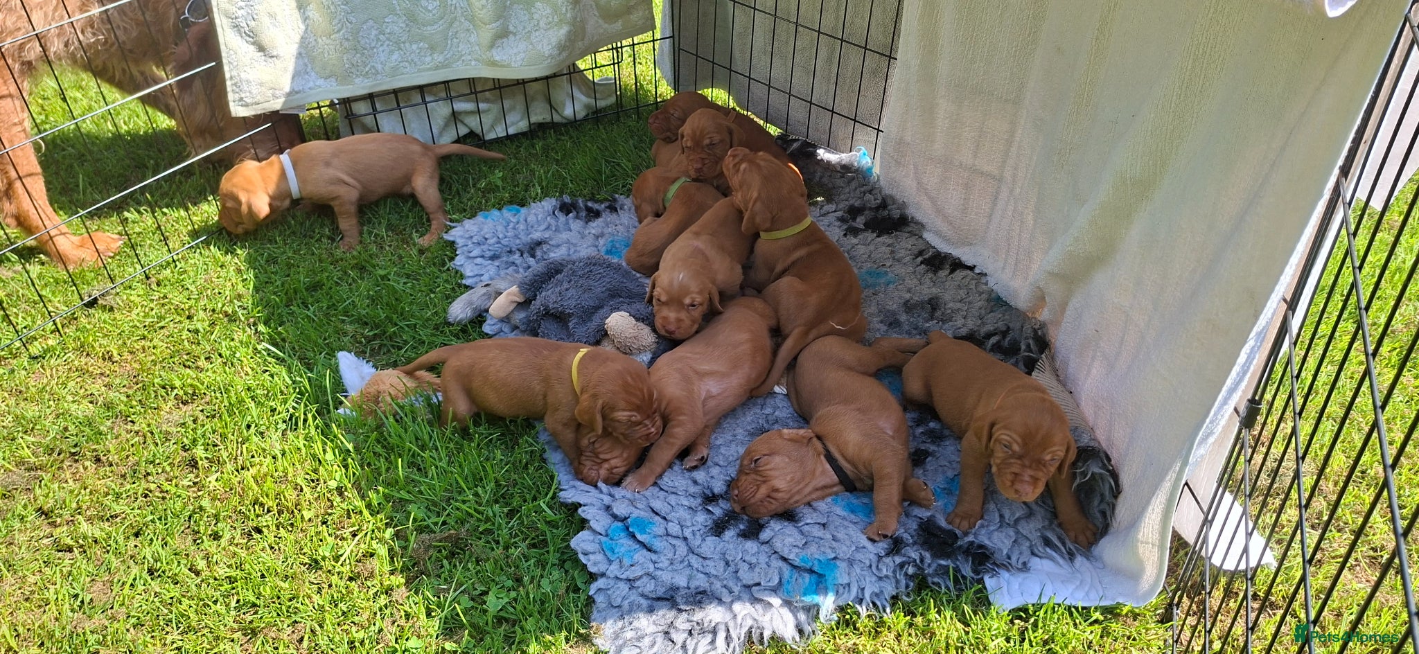 Hungarian Vizsla dogs 11 strong wire haired vizsla puppies - Advert 11