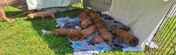 Hungarian Vizsla dogs for sale: 2 beautiful strong WH vizsla pups remaining. - Advert 6