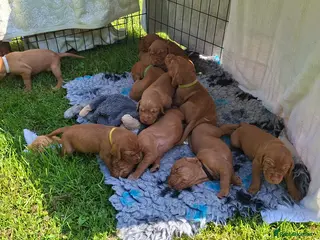 Hungarian Vizsla dogs 11 strong wire haired vizsla puppies - Advert 11