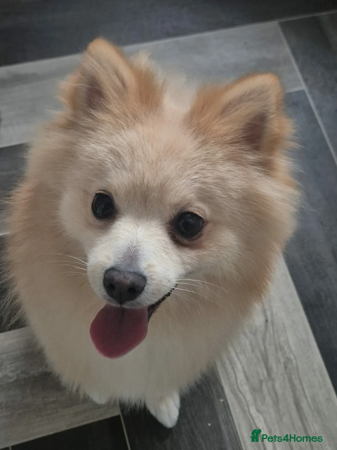 Pomeranian dogs for sale: 1 year old pomeranian  - Advert 4
