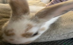 Lionhead rabbits for sale: lionhead bunies - Image 6
