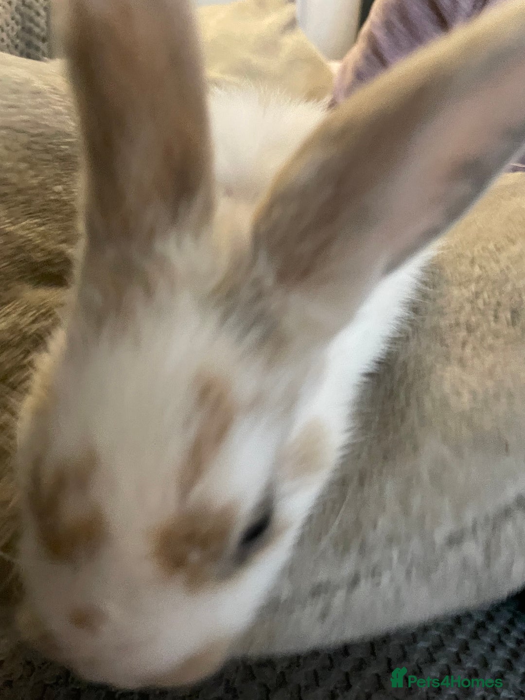 Lionhead rabbits for sale: lionhead bunies - Image 6