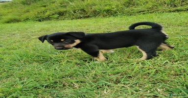 Mixed Breed dogs - Advert 1
