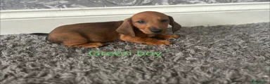 Dachshund 1