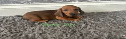 Dachshund dogs for sale: Dachshund puppies - Advert 6