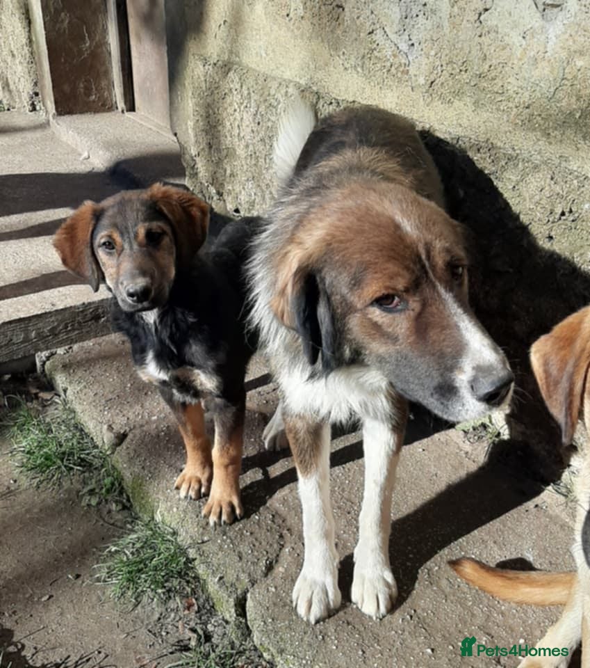 Mixed Breed dogs Meet Ruby and Rosie !  - Advert 16