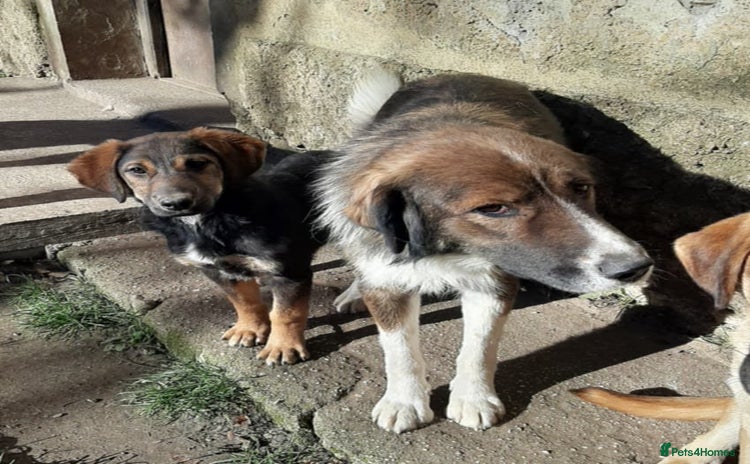 Mixed Breed dogs Meet Ruby and Rosie !  - Advert 2