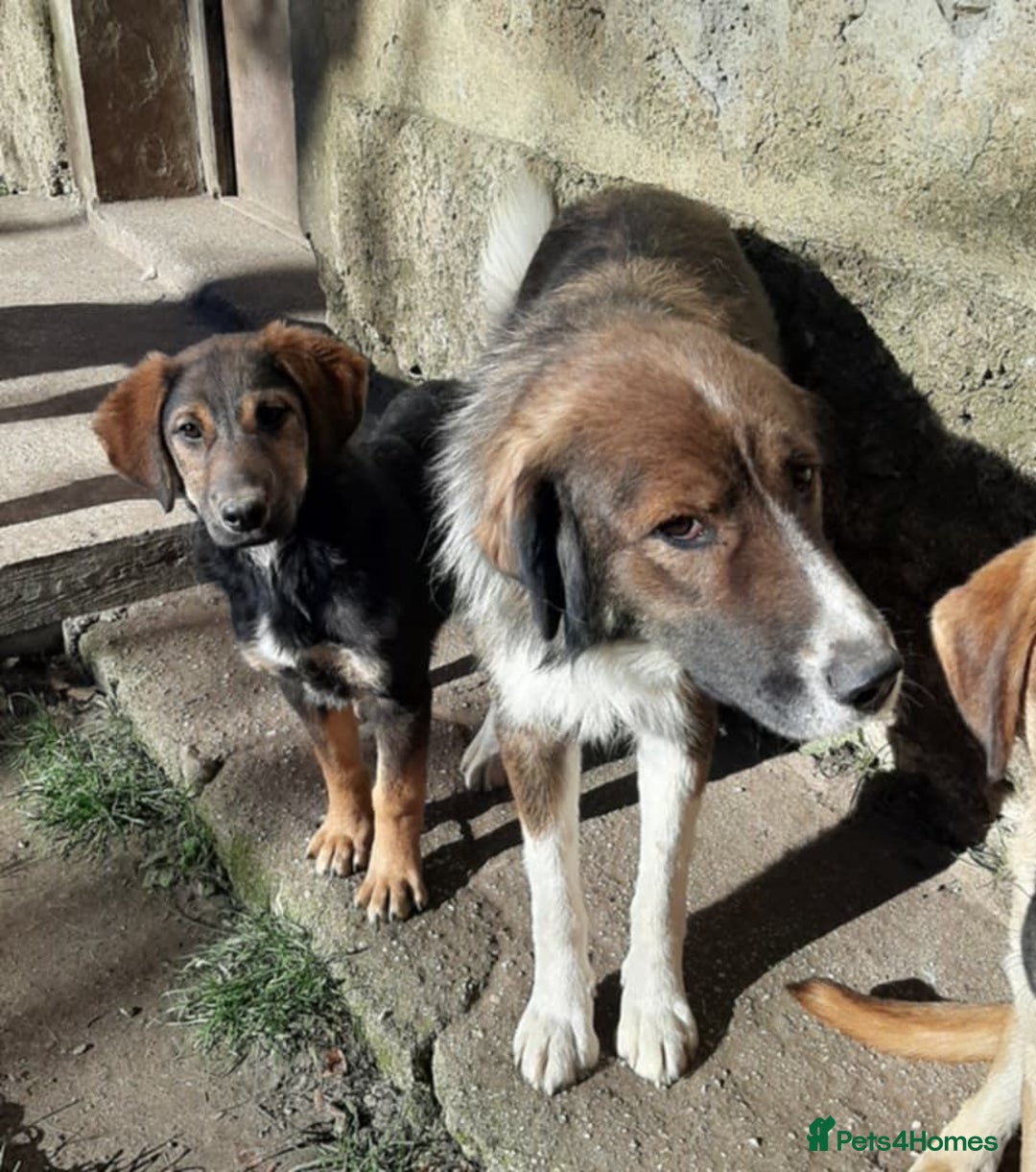 Mixed Breed dogs for adoption: Meet Ruby and Rosie !  - Advert 1