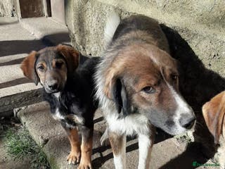 Mixed Breed dogs Meet Ruby and Rosie ! - Advert 6