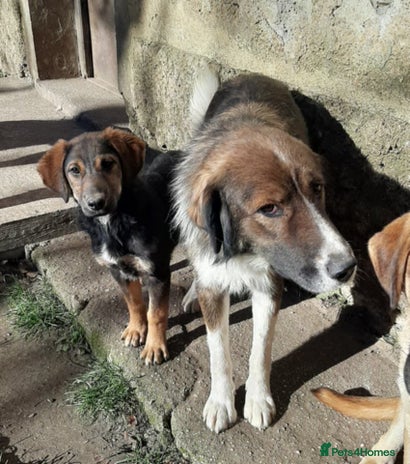 Mixed Breed dogs Meet Ruby and Rosie ! - Advert 5