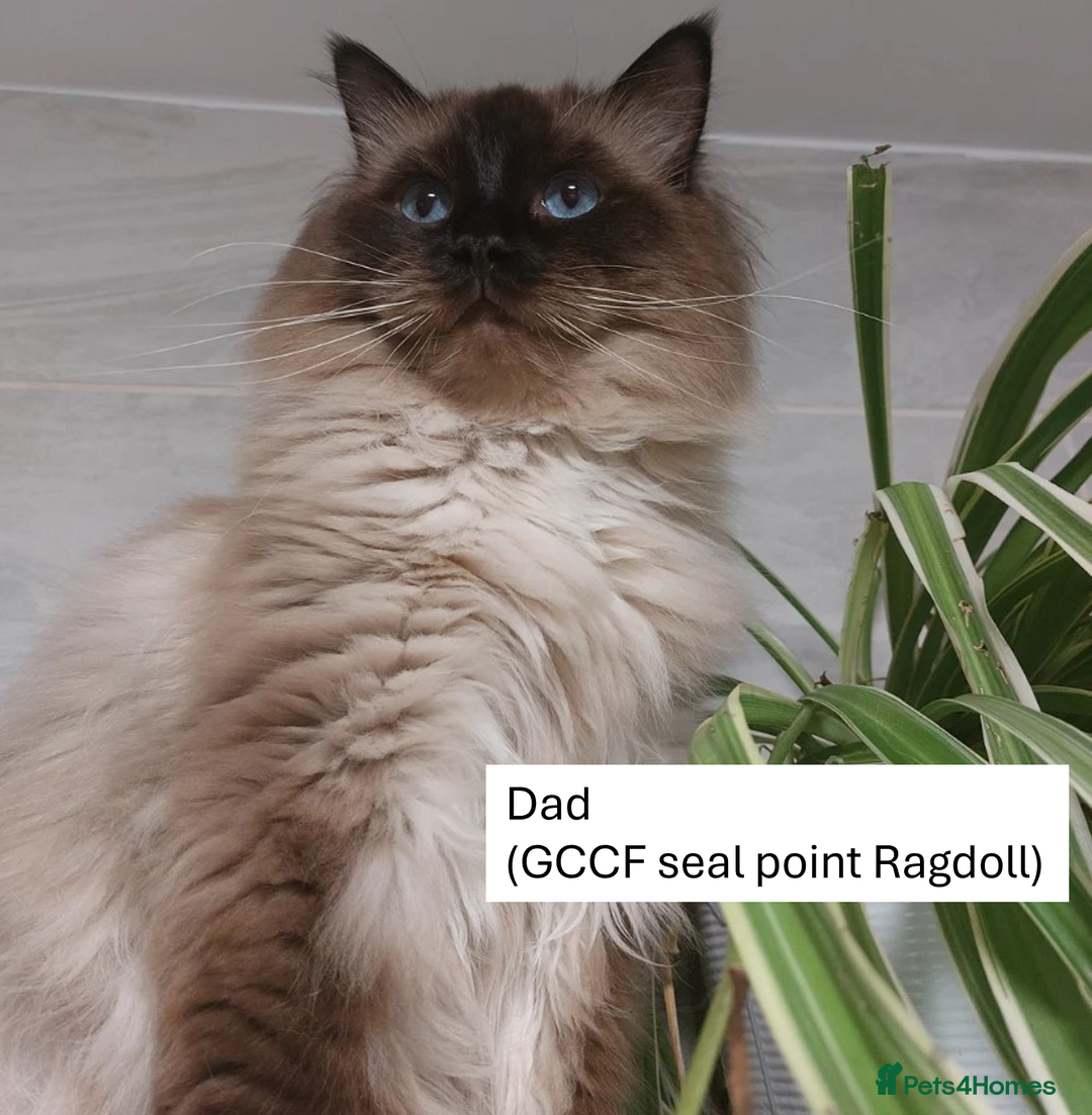 Ragdoll cats for sale: Beautiful Ragdoll kittens - Image 8