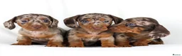Miniature Dachshund dogs for sale: Quality Miniatures Dachshunds  in Liverpool - Advert 6