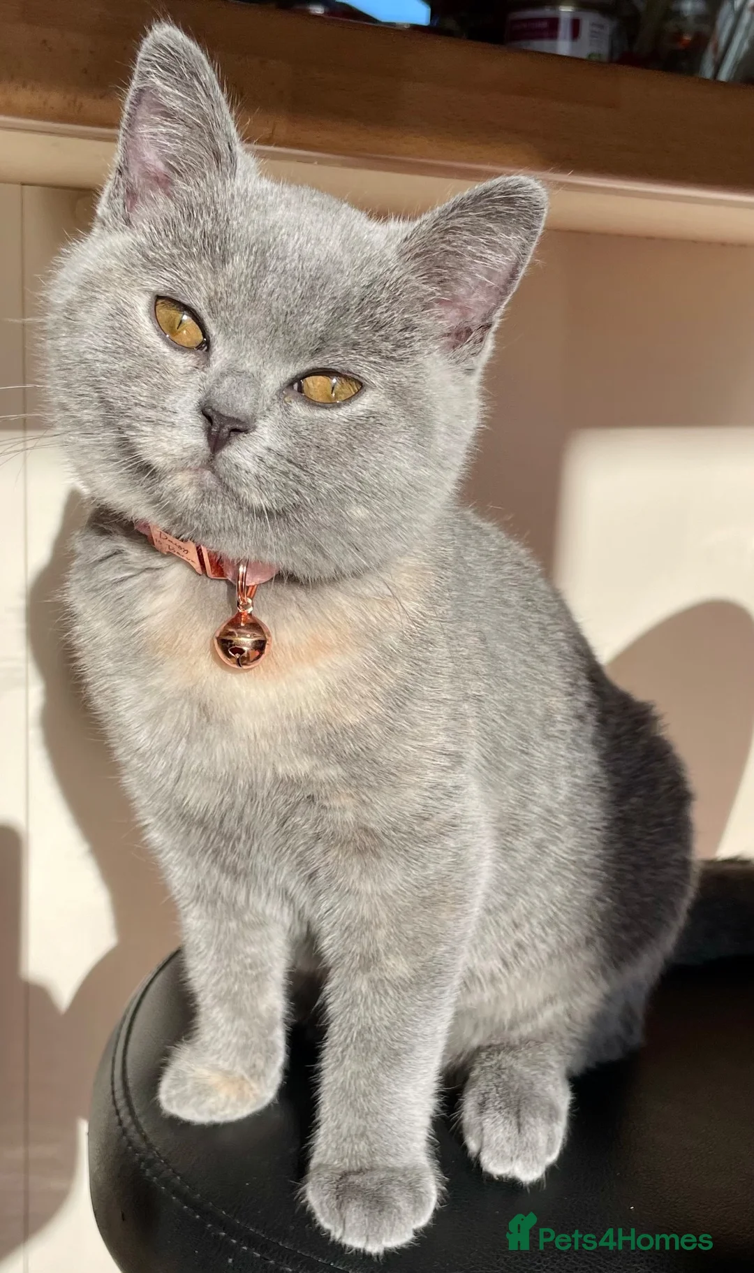 British Shorthair cats for sale: Cream pure  British Shorthair kittens in Portree - Advert 2