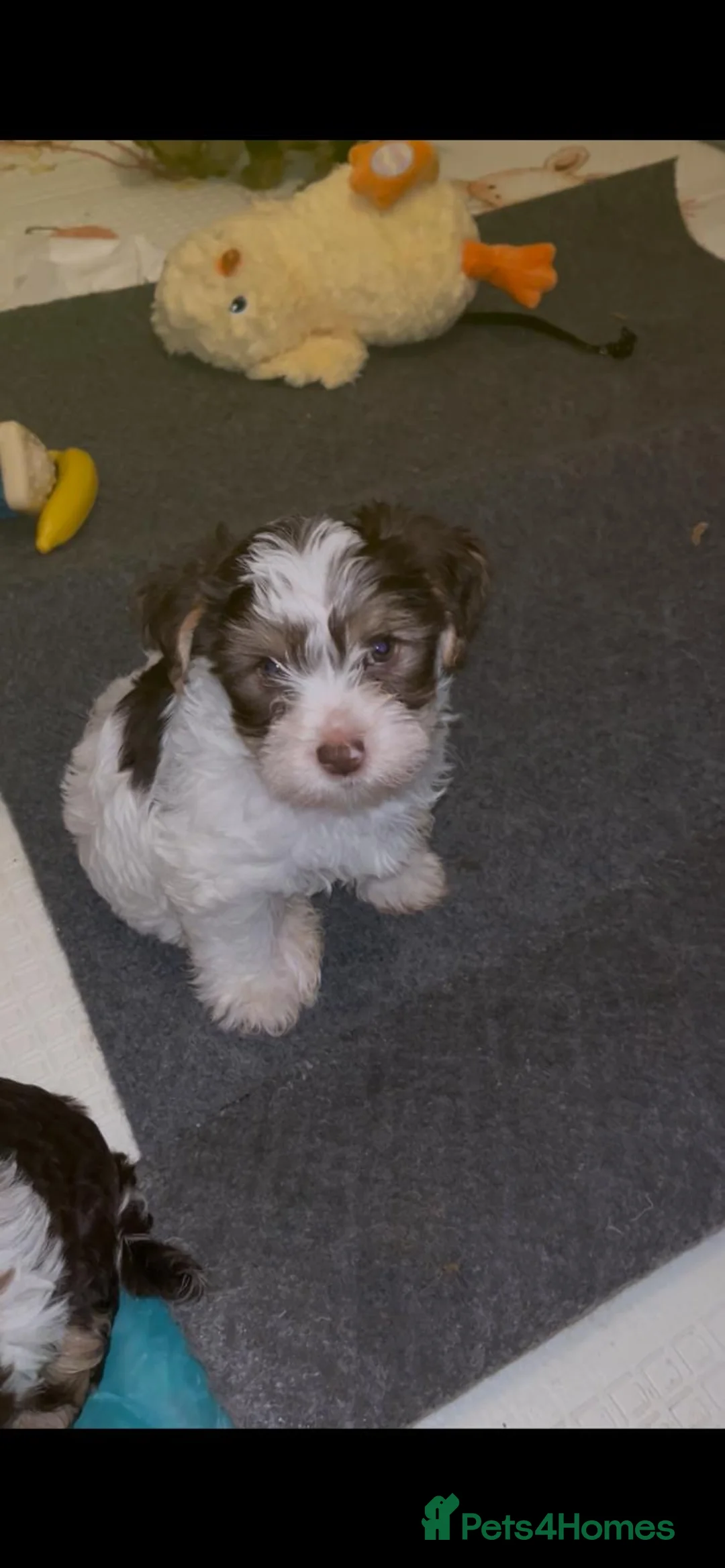 Yorkshire Terrier dogs for sale: READY NOW..PEDIGREE YORKSHIRE TERRIER FOR SALE - Advert 4