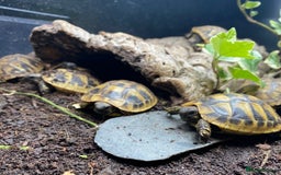 Tortoise reptiles for sale: Hermanns Tortoise (Herman) - Hatchling - Image 2