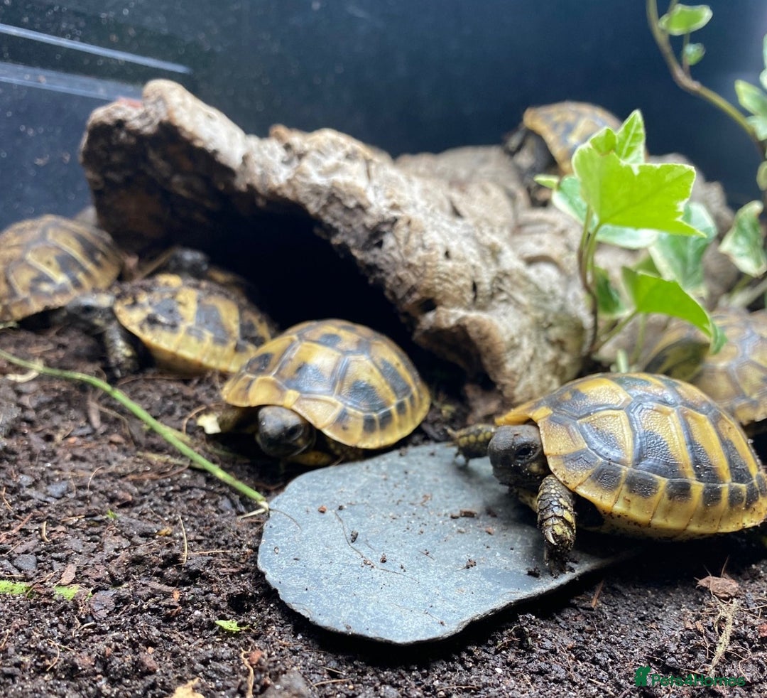Tortoise reptiles for sale: Hermanns Tortoise (Herman) - Hatchling - Image 2