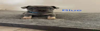 French Bulldog Puppy 2 (blue collar)