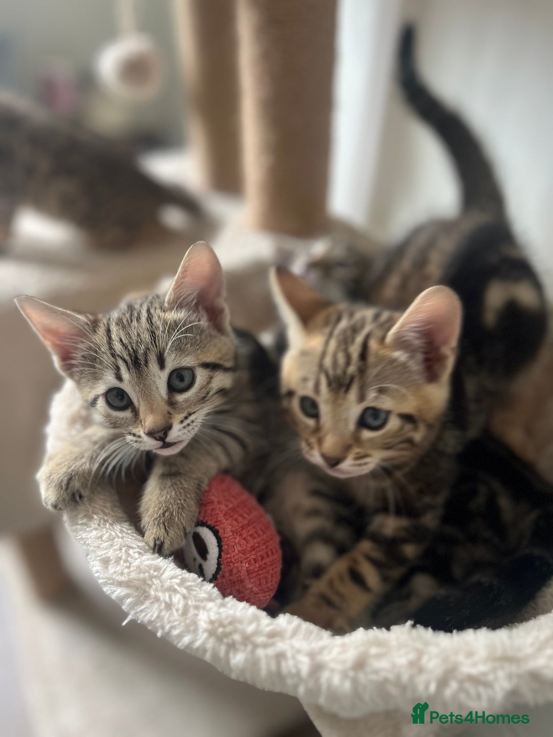 Bengal cats for sale: 1 grey bengal kitten.  - Image 5