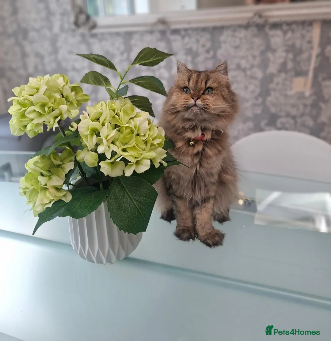 Persian cats for sale: Persian kittens  - Advert 2