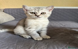 British Shorthair cats for sale: 5 Stunning British Shorthair - Image 27