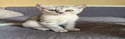 British Shorthair cats for sale: 5 Stunning British Shorthair - Advert 27