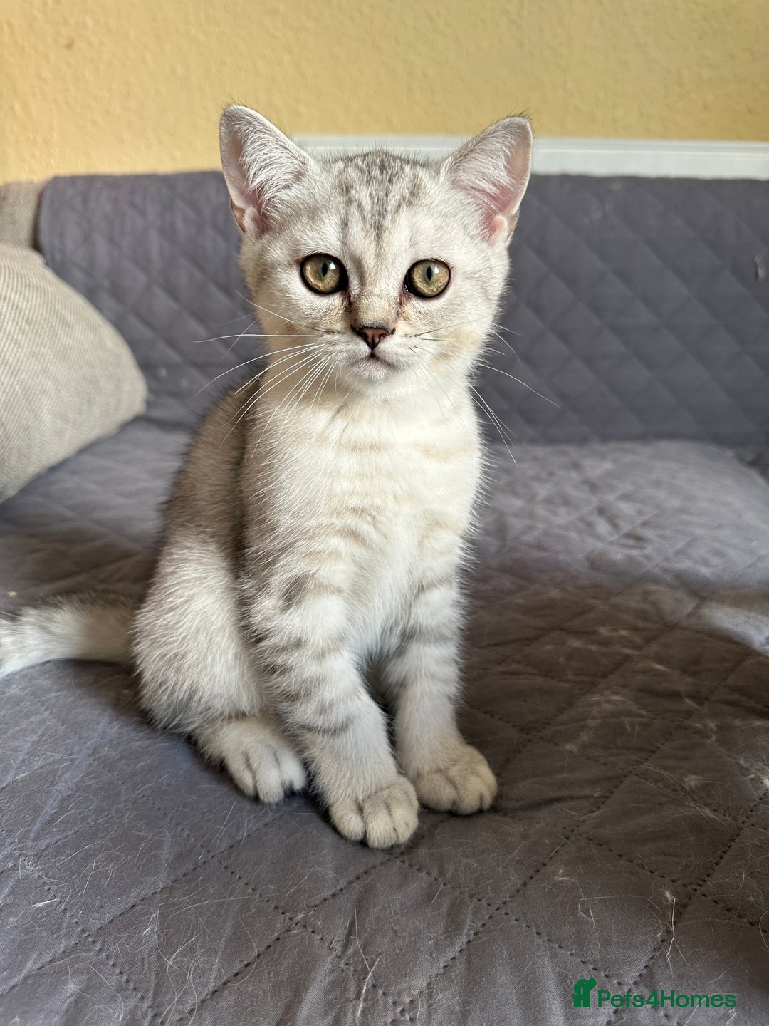 British Shorthair cats for sale: 5 Stunning British Shorthair - Image 27