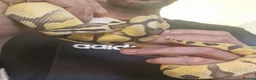 Python Snake reptiles for sale: Young Royal Pythons in Sheffield - Advert 3