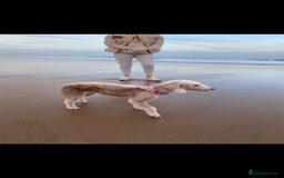 Bedlington Terrier dogs for sale: Pure Bedlington terrier puppy’s for sale £1500 - Image 6