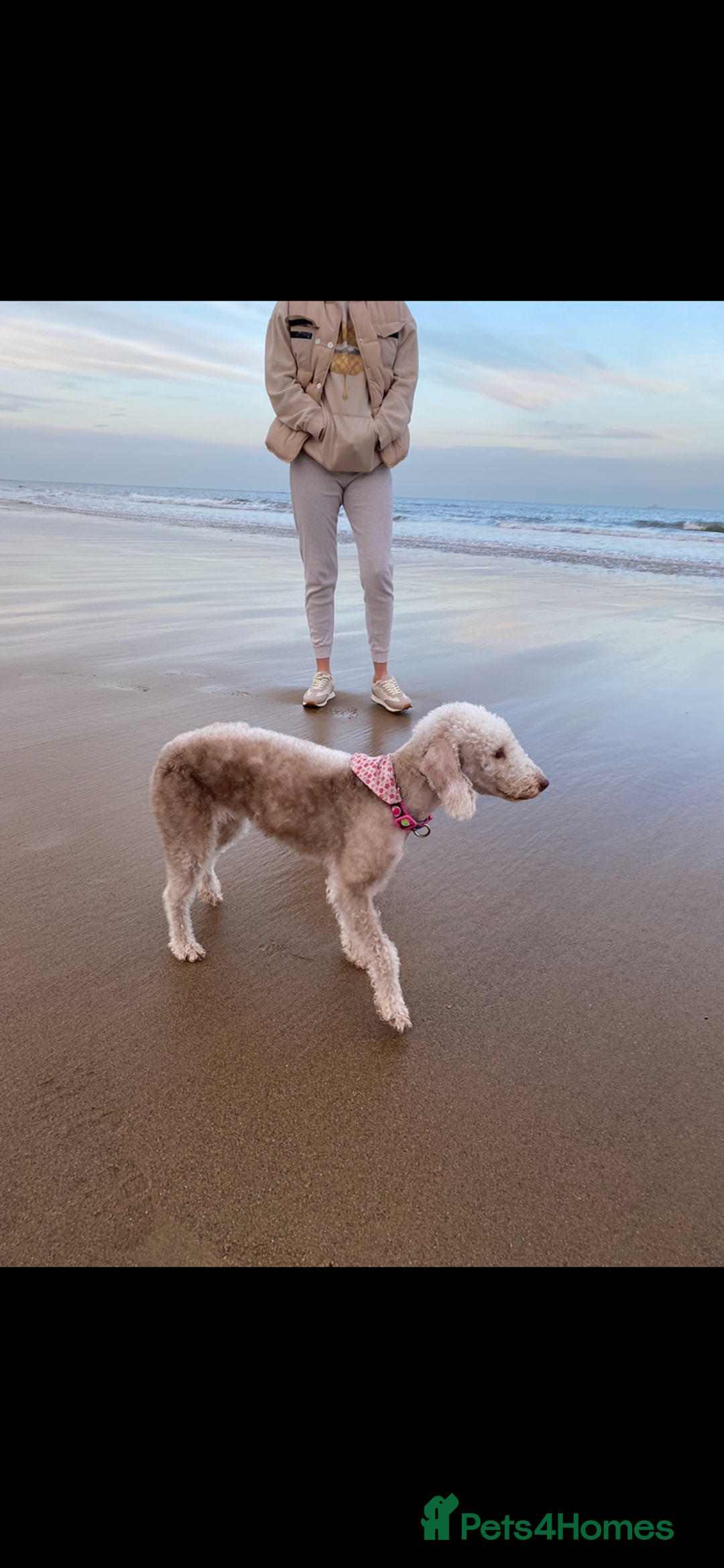 Bedlington Terrier dogs for sale: Pure Bedlington terrier puppy’s for sale £1500 - Image 6