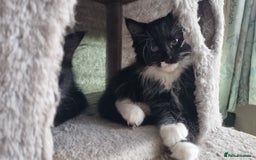 Maine Coon cats for sale: Maine Coon Mix READY TO GO - Image 2