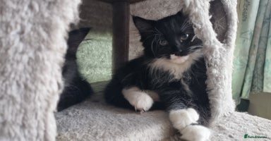 Maine Coon cats - Advert 5