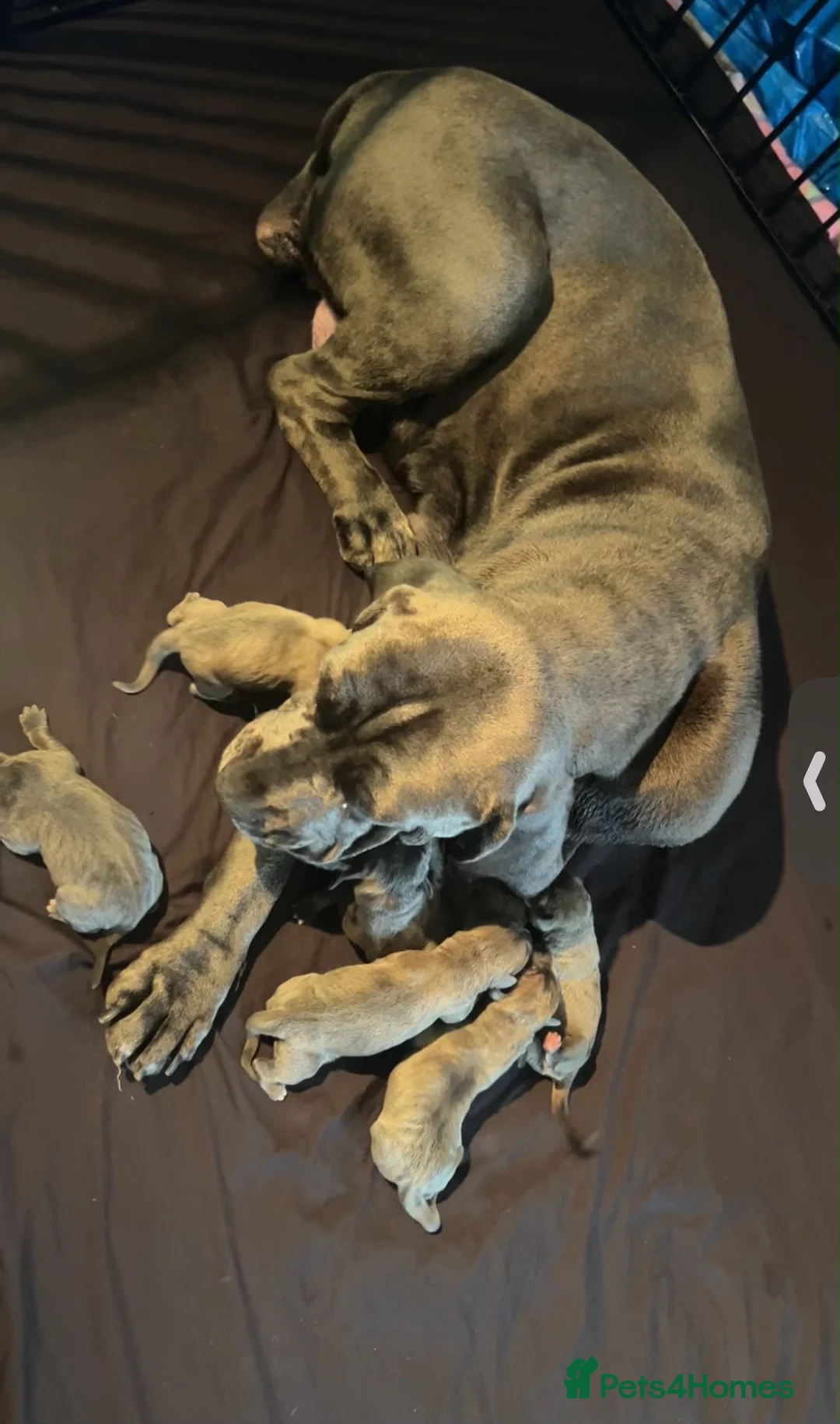 Cane Corso dogs for sale: Cane Corso Puppies for sale  in Coventry - Advert 2