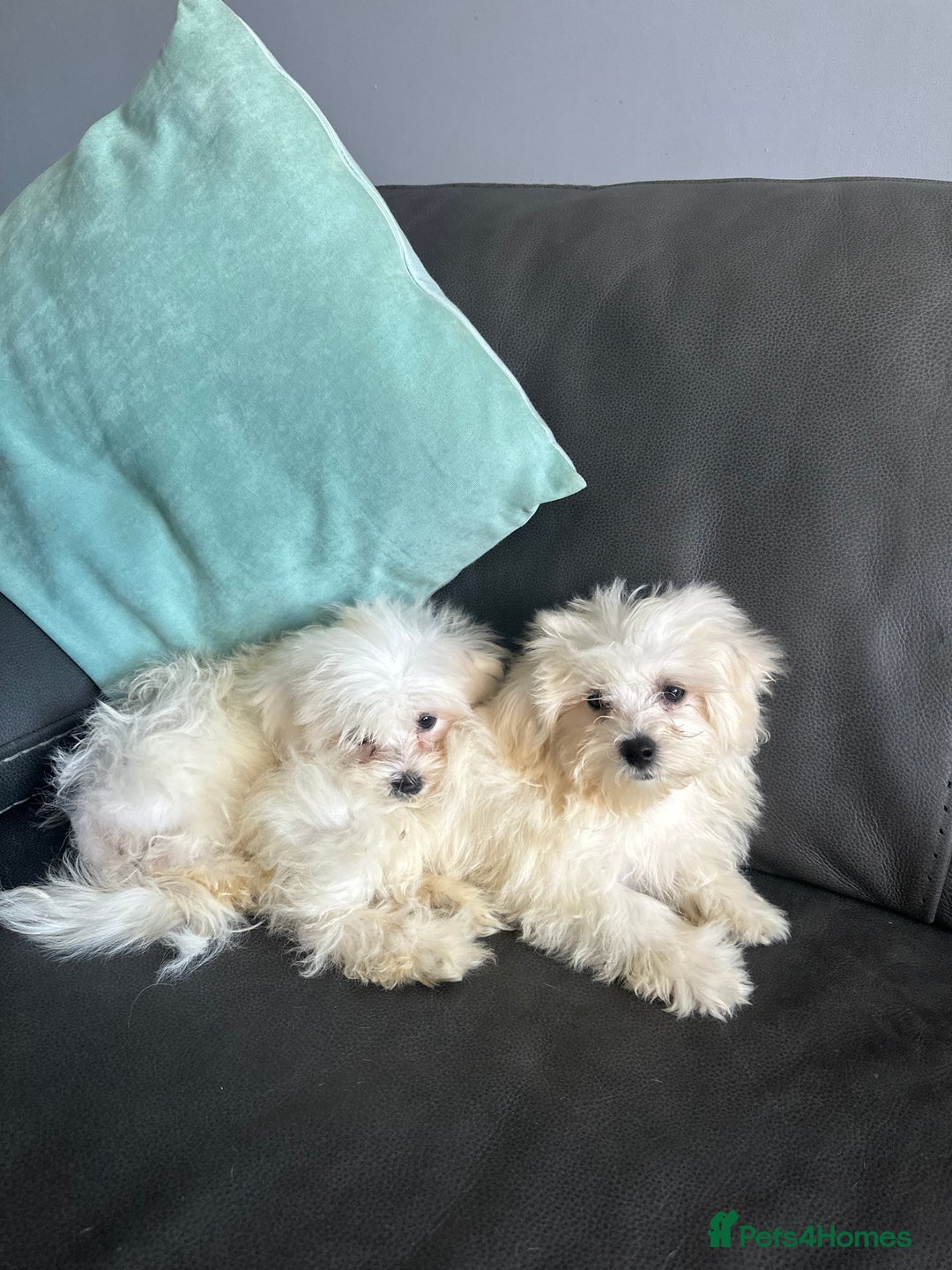 Mixed Breed dogs for sale: Maltichons beautiful bundles of fluff  - Image 5