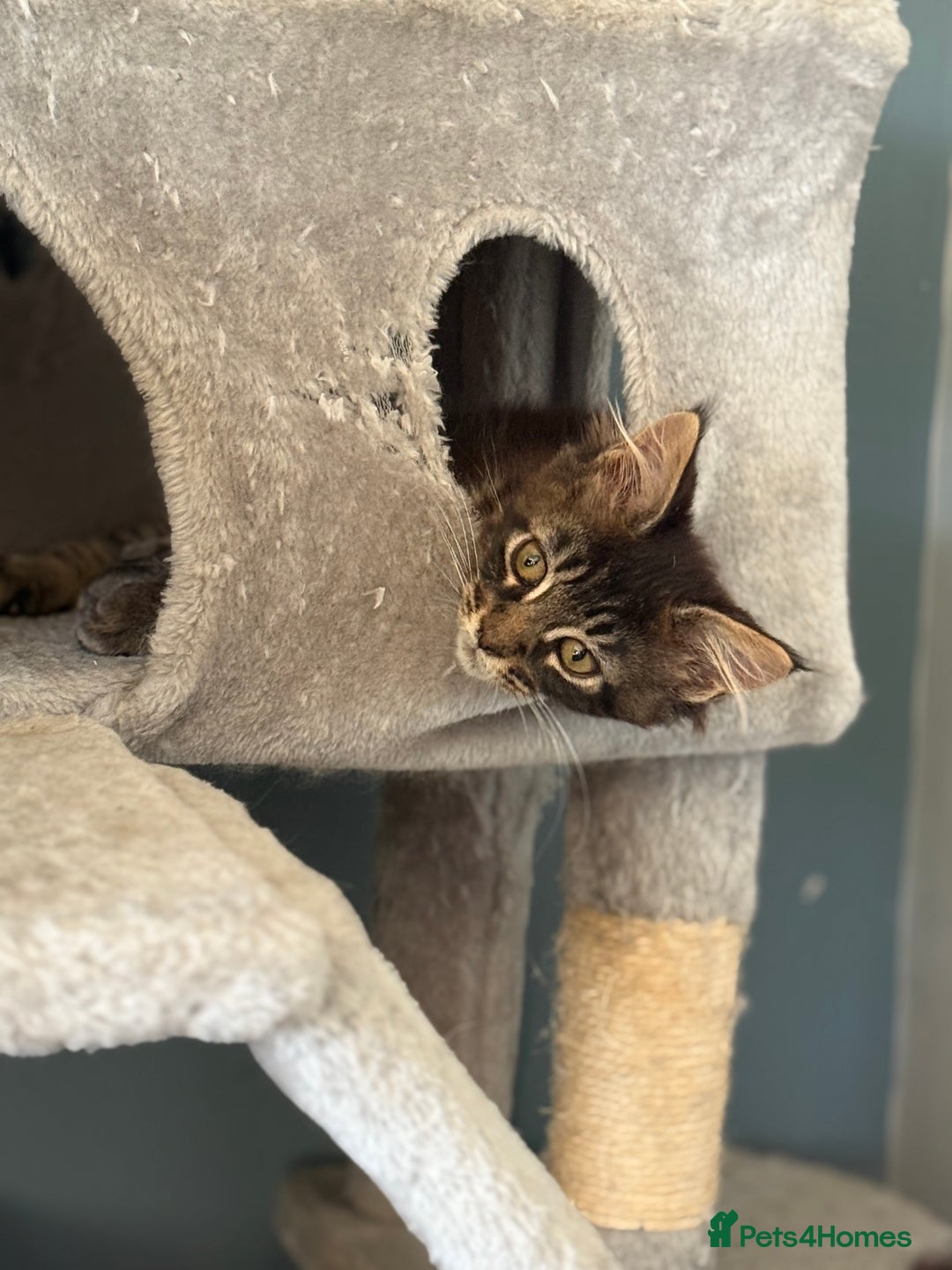 Maine Coon cats for sale: Three lovely Maine Coon babies - Advert 6