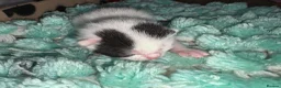 Mixed Breed cats for sale: Kittens  - Advert 12
