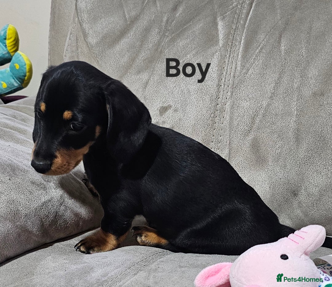 Miniature Dachshund dogs for sale: Ready boy or girl Black and tan smooth Dachshund's - Image 18