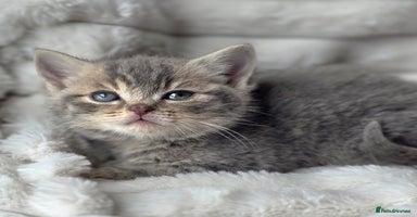 British Shorthair cats - Advert 4