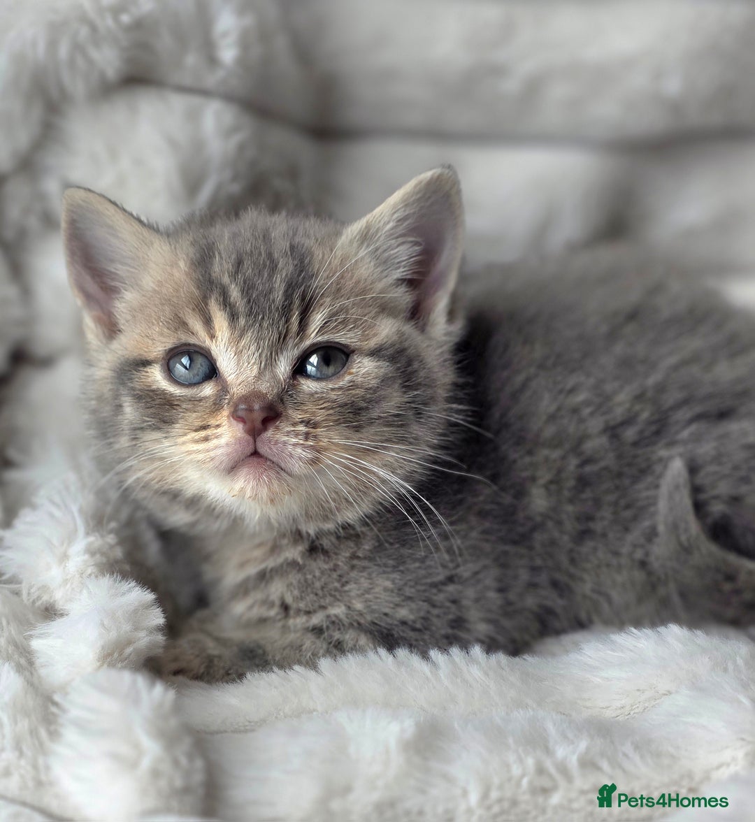 British Shorthair cats for sale: Gorgeous British Short-hair cross Kittens  - Image 8