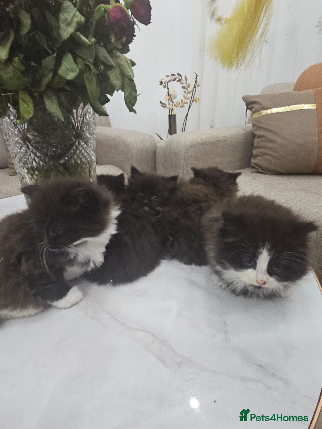 Persian cats for sale: Adorable half perian kittens available now,  - Advert 18