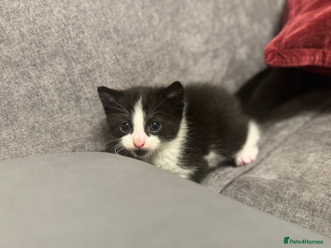 Mixed Breed cats for sale: 3 Beautiful kittens available - Advert 4