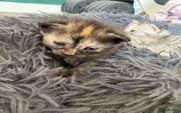 Bengal cats for sale: Beautiful half bengal kittens  - Image 36