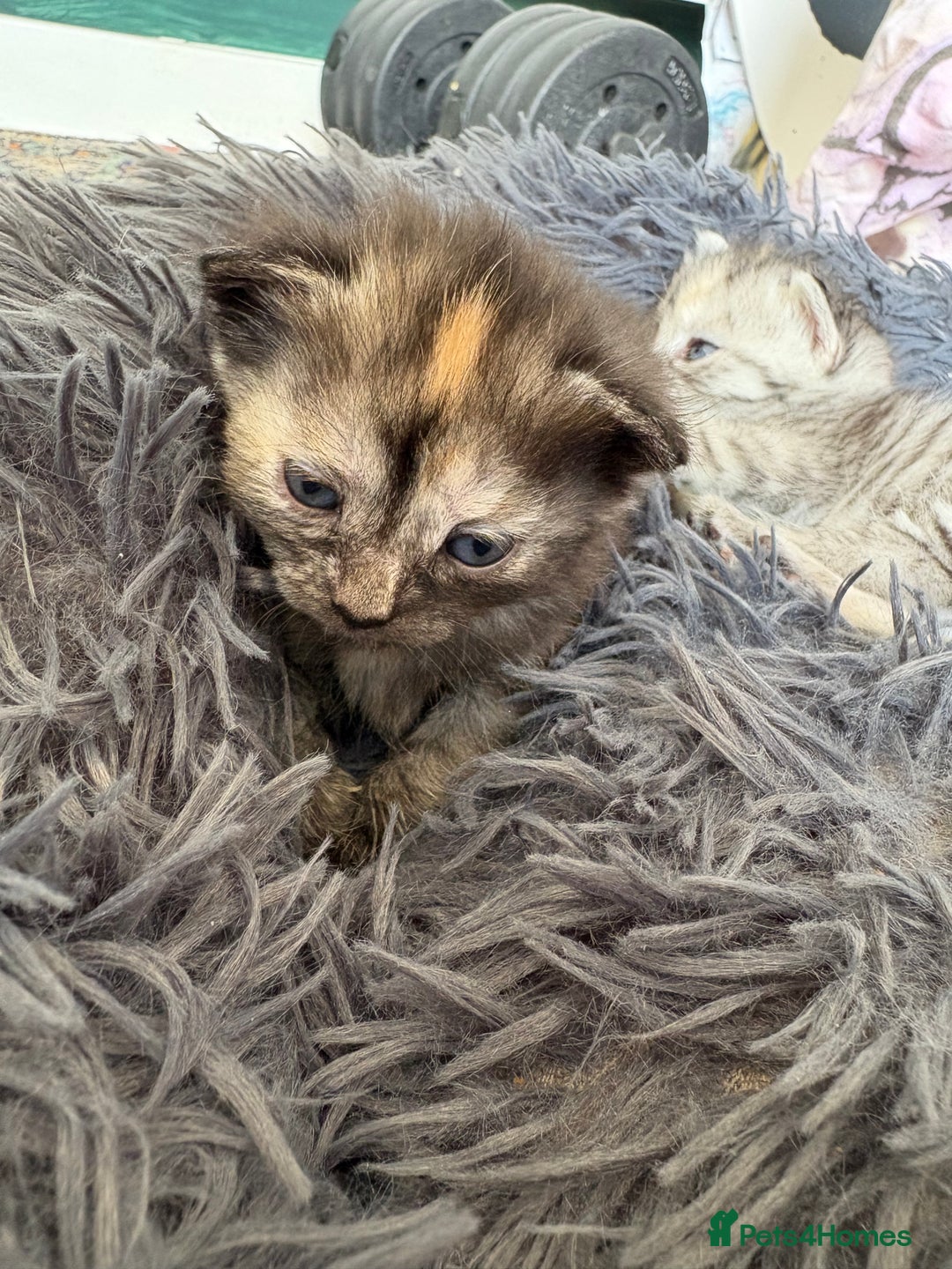 Bengal cats for sale: Beautiful half bengal kittens  - Image 36