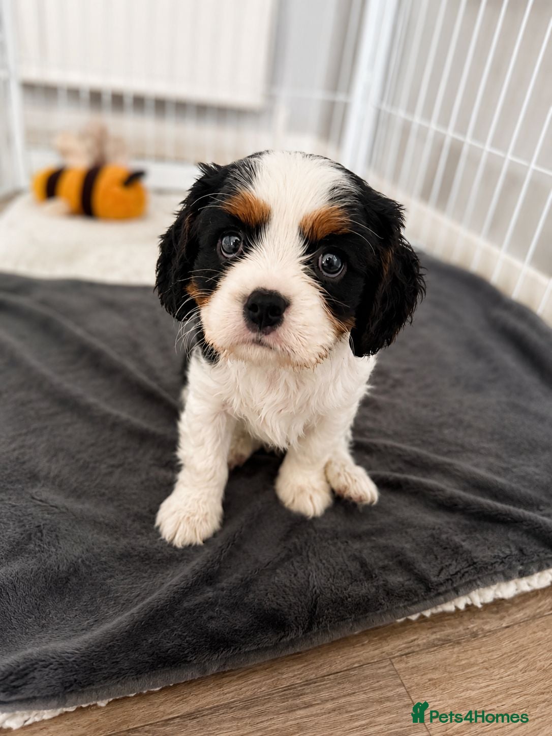 Cavalier King Charles Spaniel dogs DNA Tested Cavalier King Charles Puppies - Advert 2