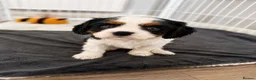 Cavalier King Charles Spaniel dogs for sale: DNA Tested Cavalier King Charles Puppy Bleinham - Advert 12