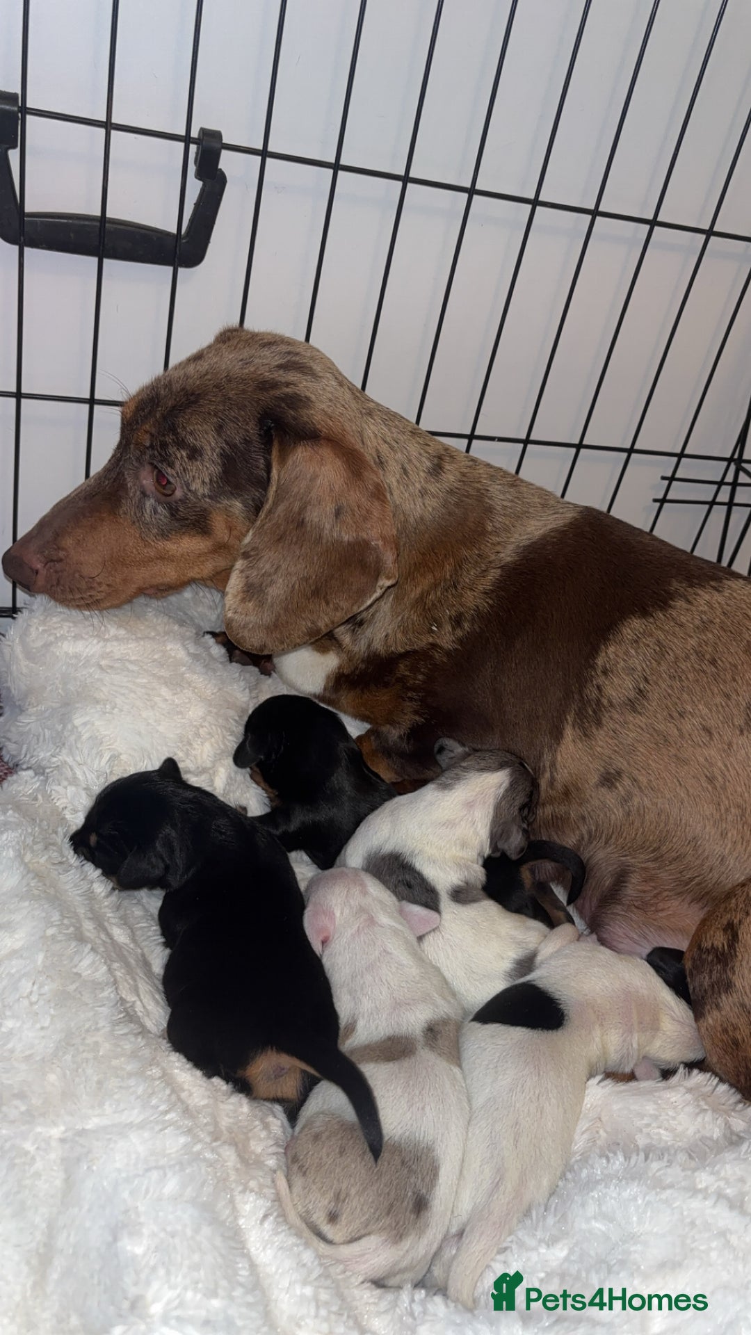 Dachshund dogs for sale: Dachshund-miniature  - Advert 1