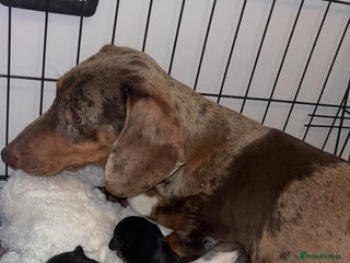 Dachshund dogs Dachshund-miniature - Advert 1