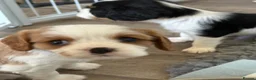 Cavalier King Charles Spaniel dogs for sale: DNA Tested Cavalier King Charles Spaniels Puppies - Advert 15